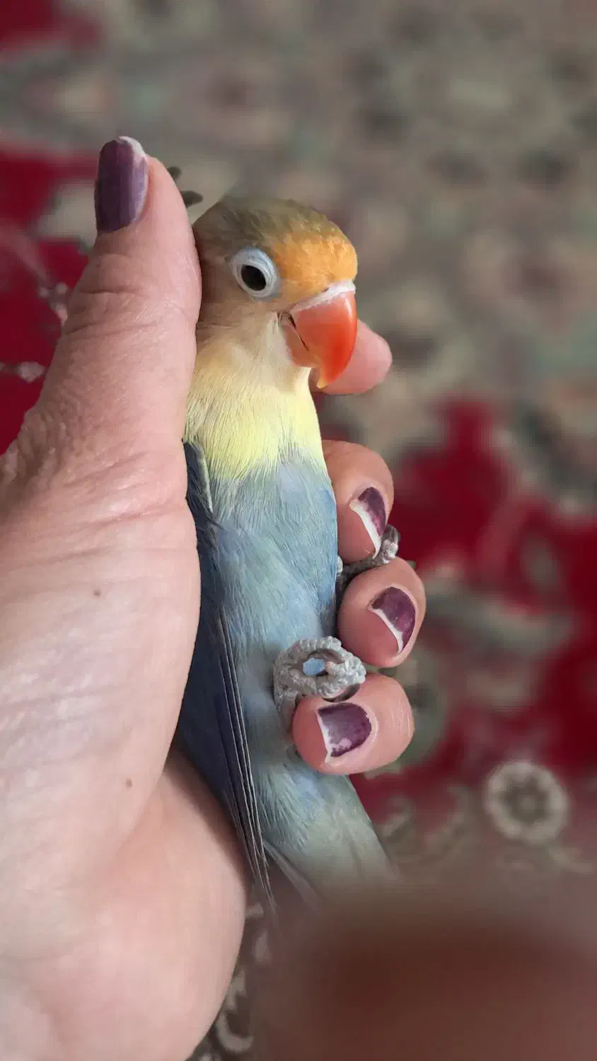 گمشده|حیوانات|نیشابور, بلوار گلها|دیوار