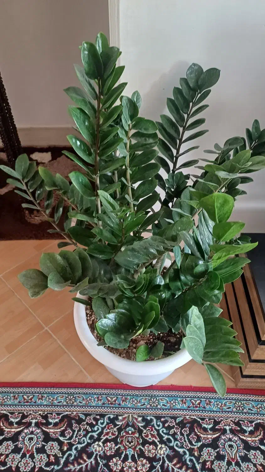 گیاه غول پیکر با۱۸تا پاجوش مخصوص خاص پسندها|گل و گیاه طبیعی|شیروان (خراسان), |دیوار