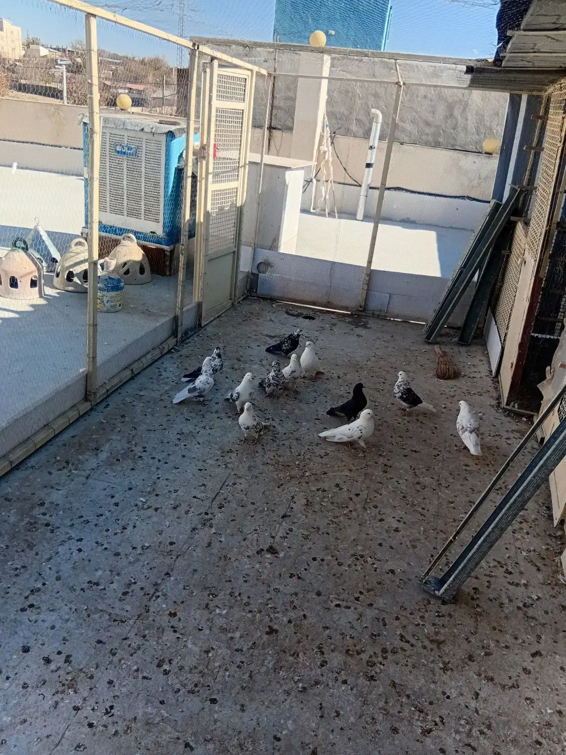 کفتر|پرنده|آبسرد, |دیوار