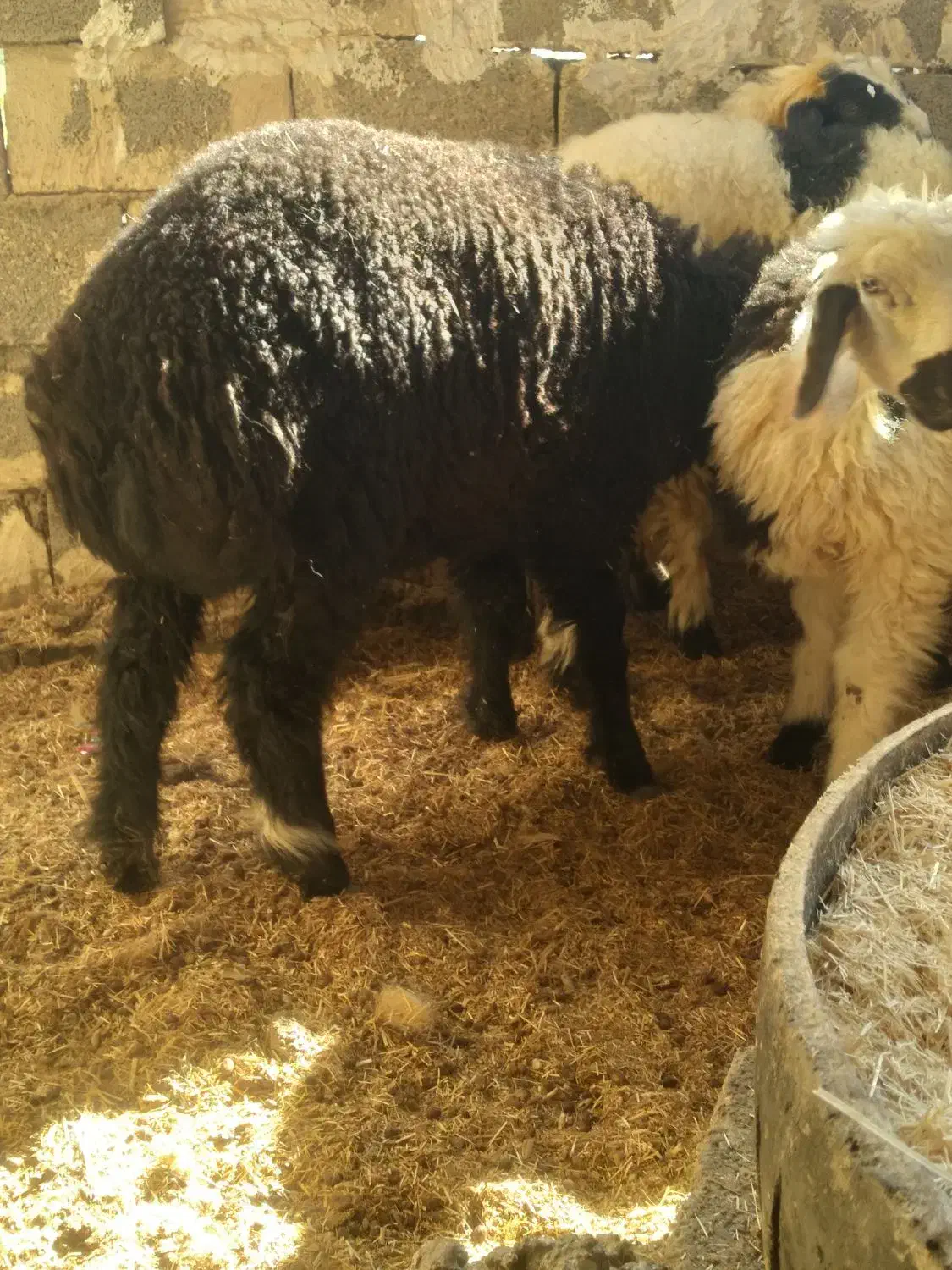 بره چاق|حیوانات مزرعه|خرمشهر, |دیوار