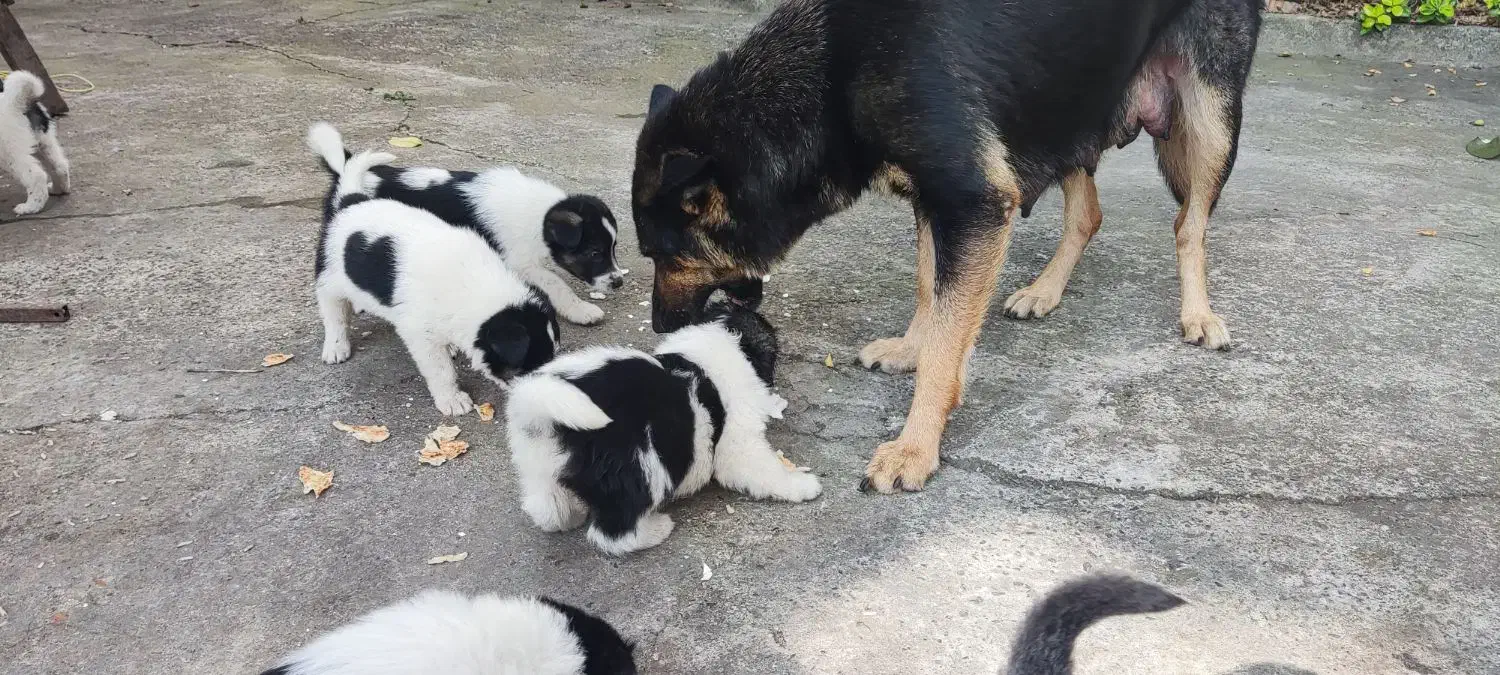 بچه سگ ها مجانی|سگ|کوچصفهان, |دیوار