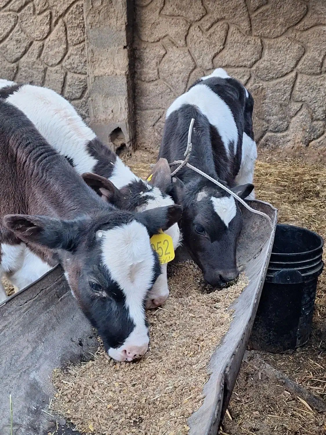 ۳ راس گوساله نر صنعتی ۵۰ روزه|حیوانات مزرعه|اصفهان, بهارستان|دیوار