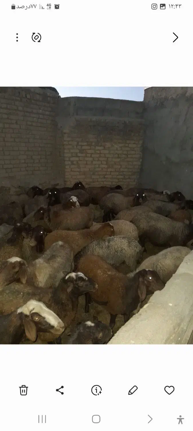 ۳۸ راس گوسفند وبره|حیوانات مزرعه|بلبان آباد, |دیوار