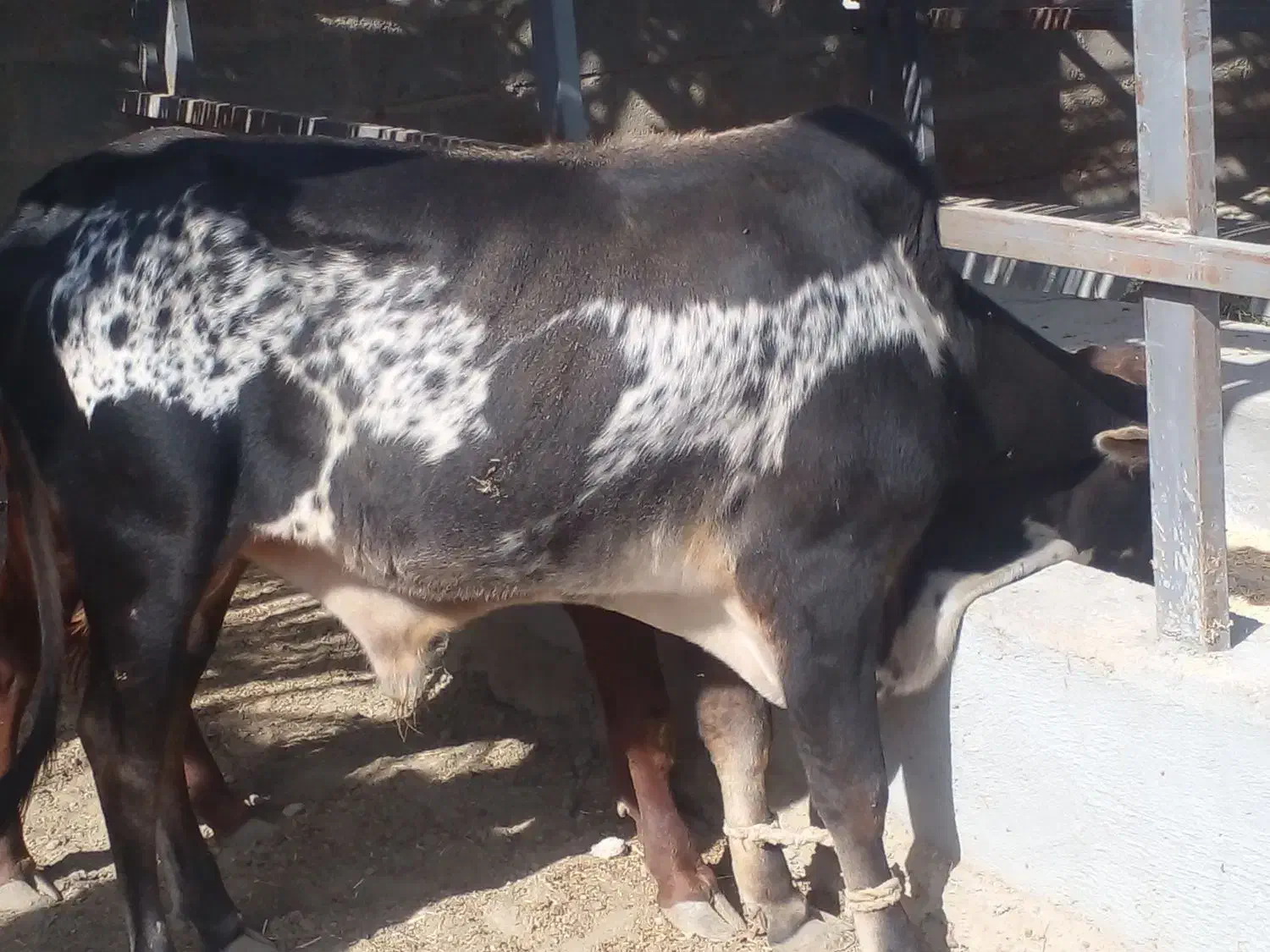 گوساله های تمیز و سالم برای پروار|حیوانات مزرعه|سیریک, |دیوار