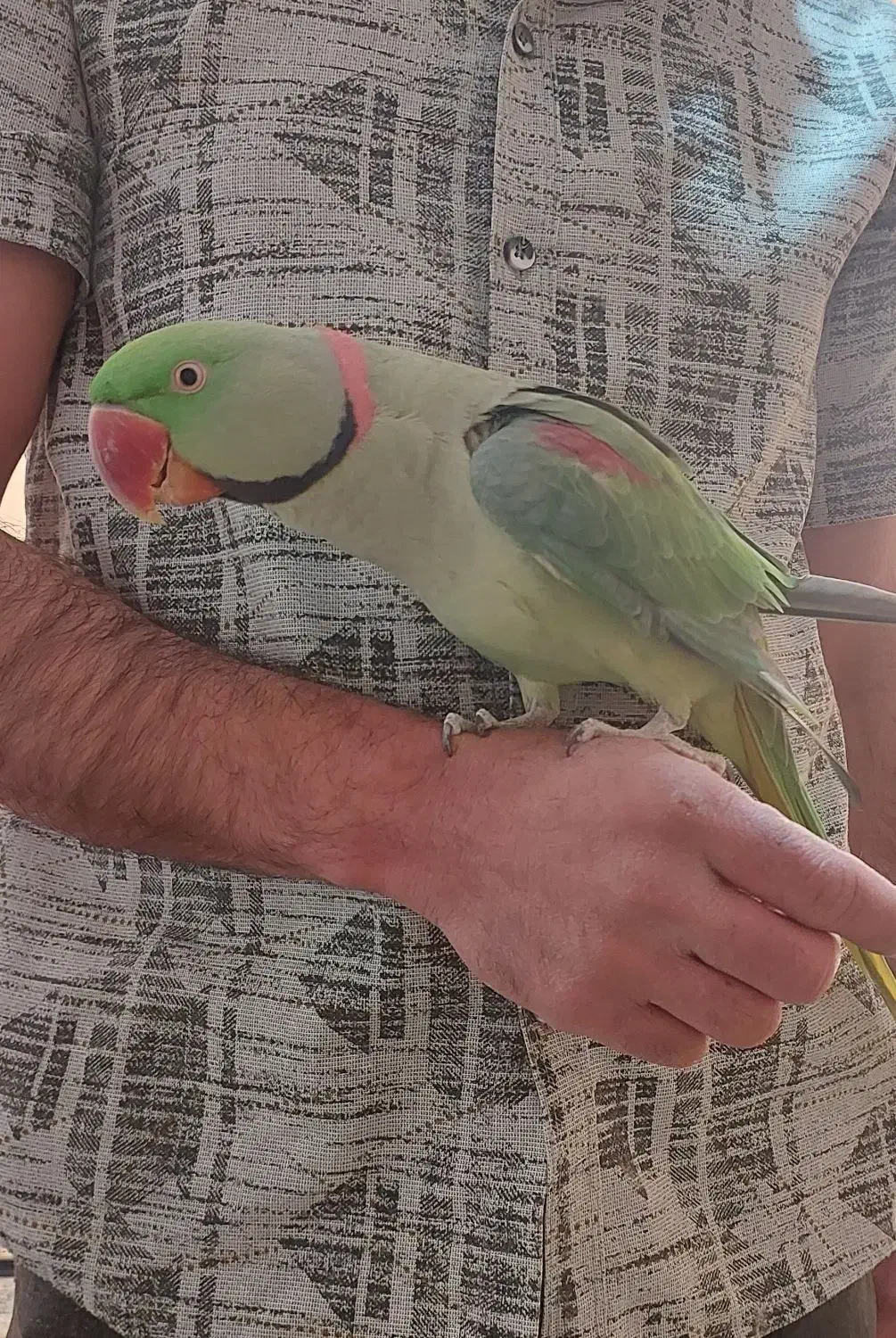 شاه طوطی ملنگو|پرنده|پیشوا, |دیوار