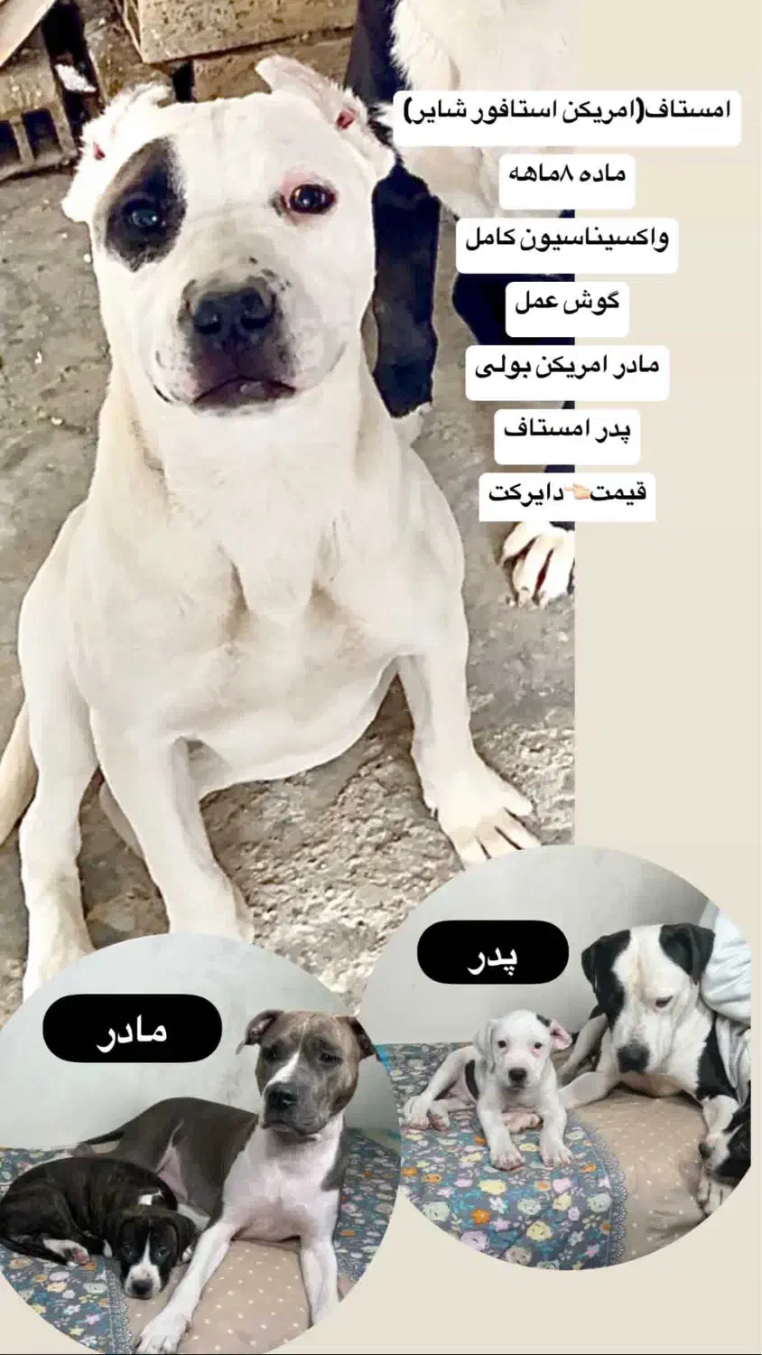 واگذاری سگ|سگ|مشهد, سپاد|دیوار