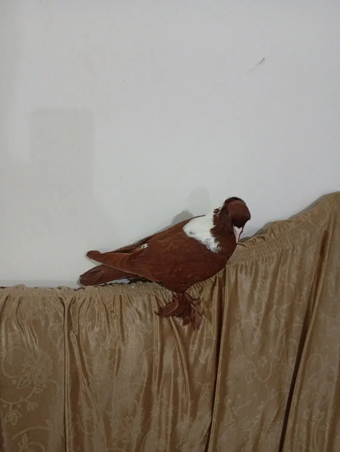 ککیلی|پرنده|اردبیل, |دیوار