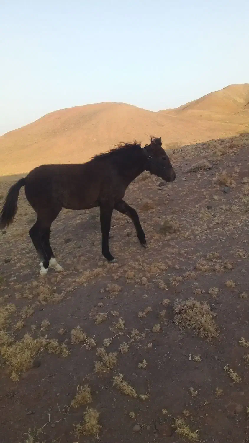 کره اسب مادیان فروشی مادر یقره|اسب و تجهیزات اسبسواری|تربت جام, جامرود|دیوار