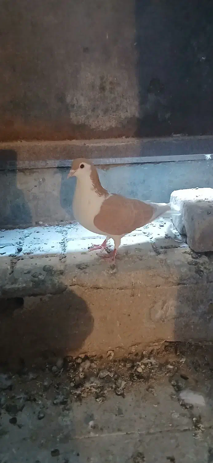 ساده ماده|پرنده|تایباد, |دیوار