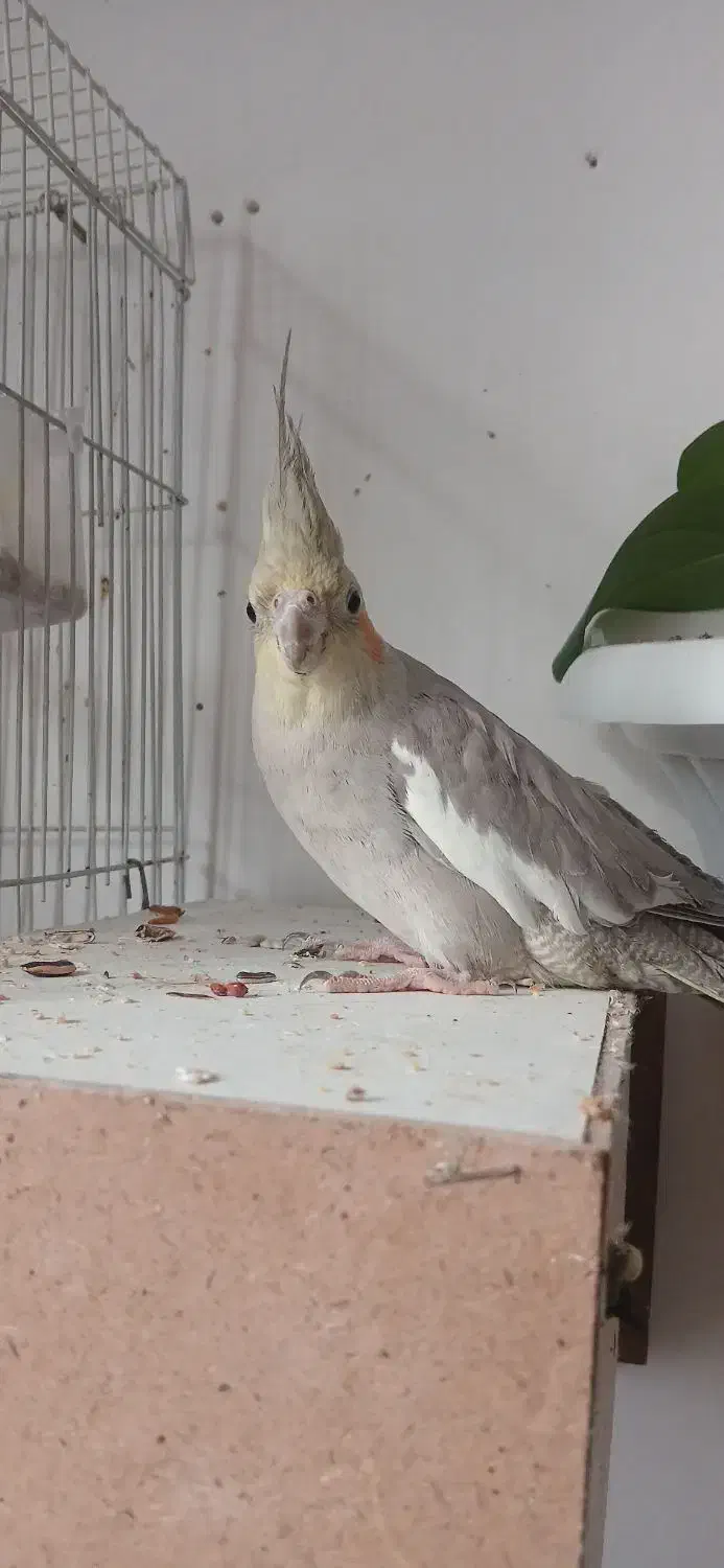 عروس هلندی|پرنده|رضویه, |دیوار