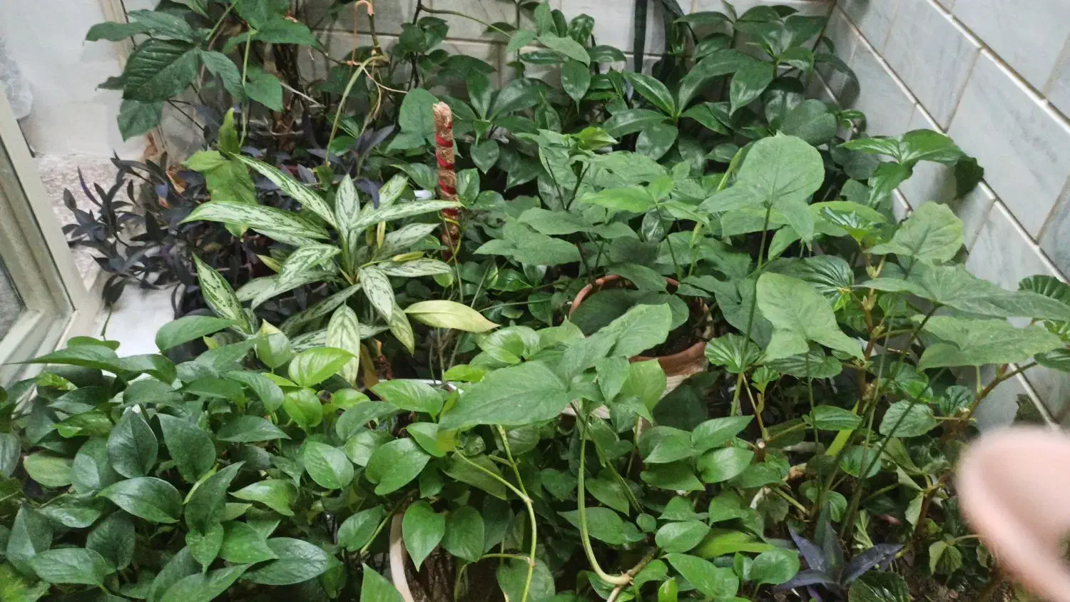 سویت خانه مسافر پارکینگ دار هتل ویلا سوئ اجاره|اجارهٔ کوتاهمدت آپارتمان و سوئیت|کرمانشاه, |دیوار