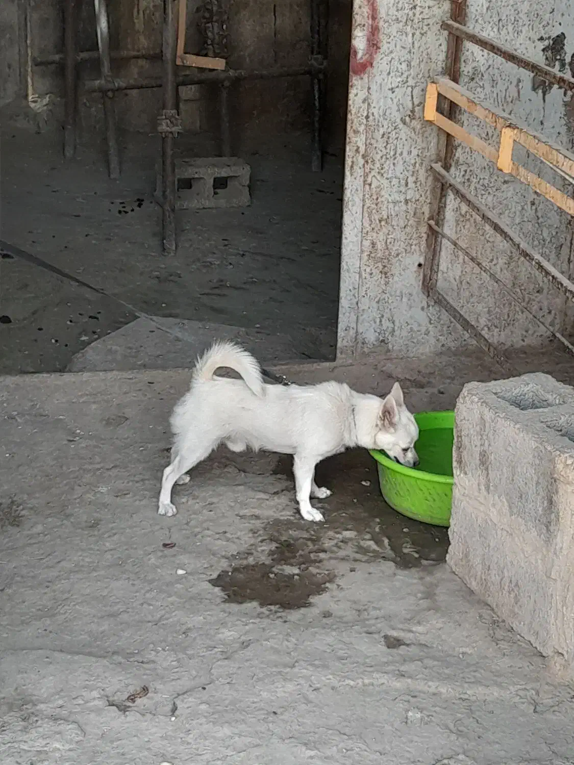 واگزاری،|سگ|شیراز, شیخ علی چوپان|دیوار