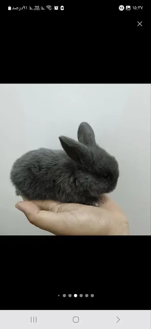 بچه خرگوش لوپ اندازه یک کف دست|موش و خرگوش|گناباد, |دیوار