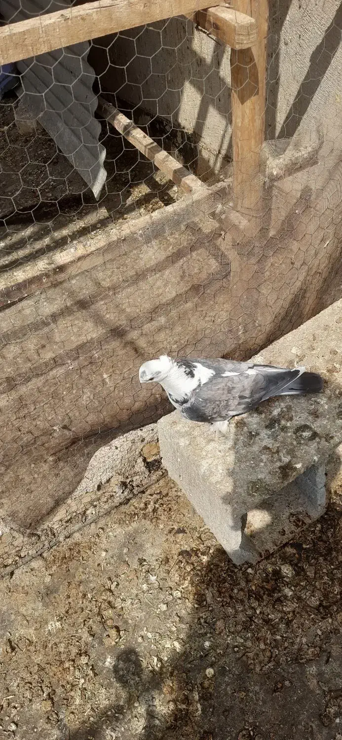 کبوتر ساتن نر|پرنده|زیباشهر, |دیوار