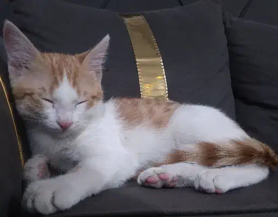 واگذاری|گربه|اسلامشهر, شهرک قائمیه|دیوار