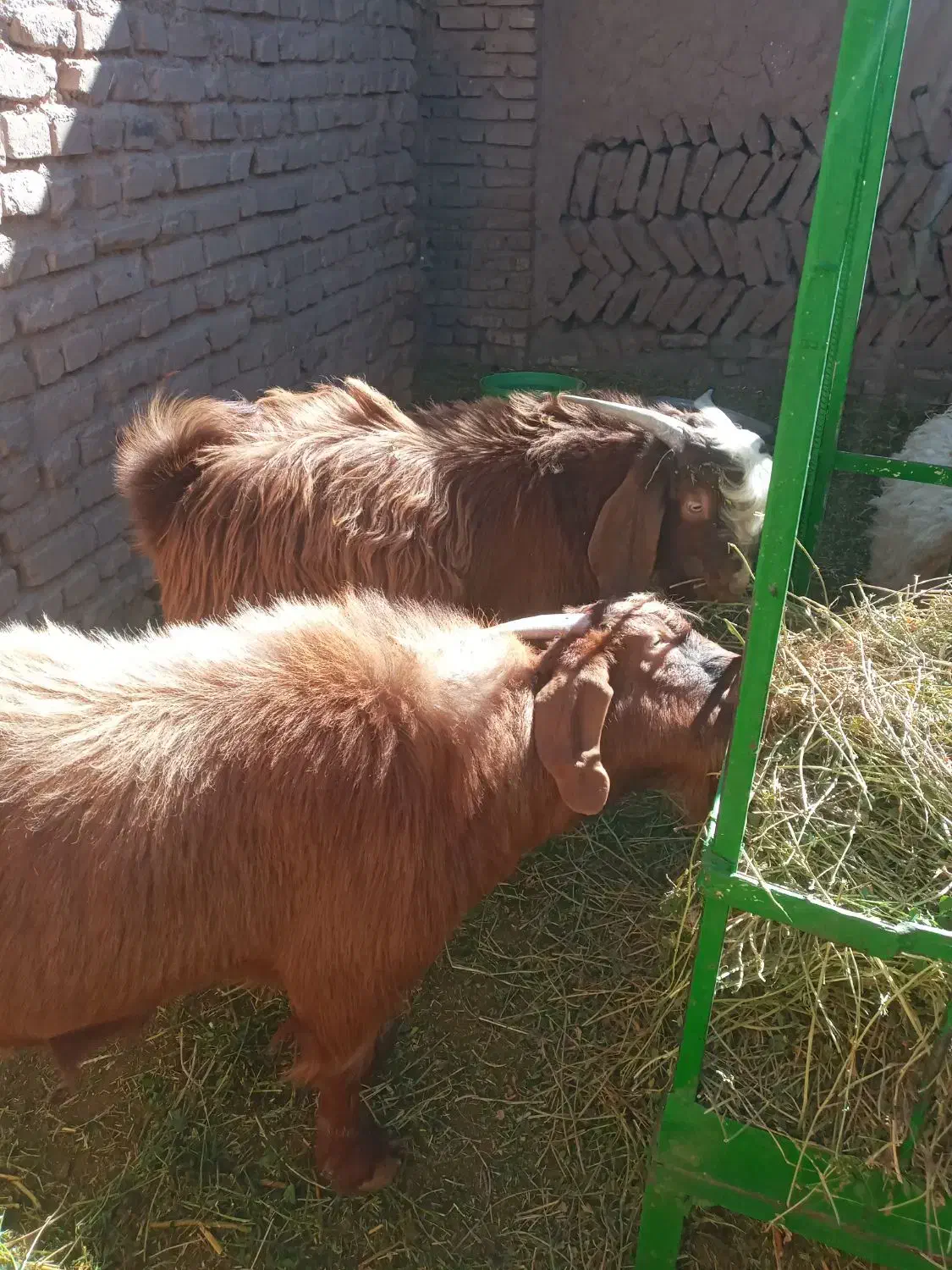 بزغاله فروشی|حیوانات مزرعه|قائن, |دیوار