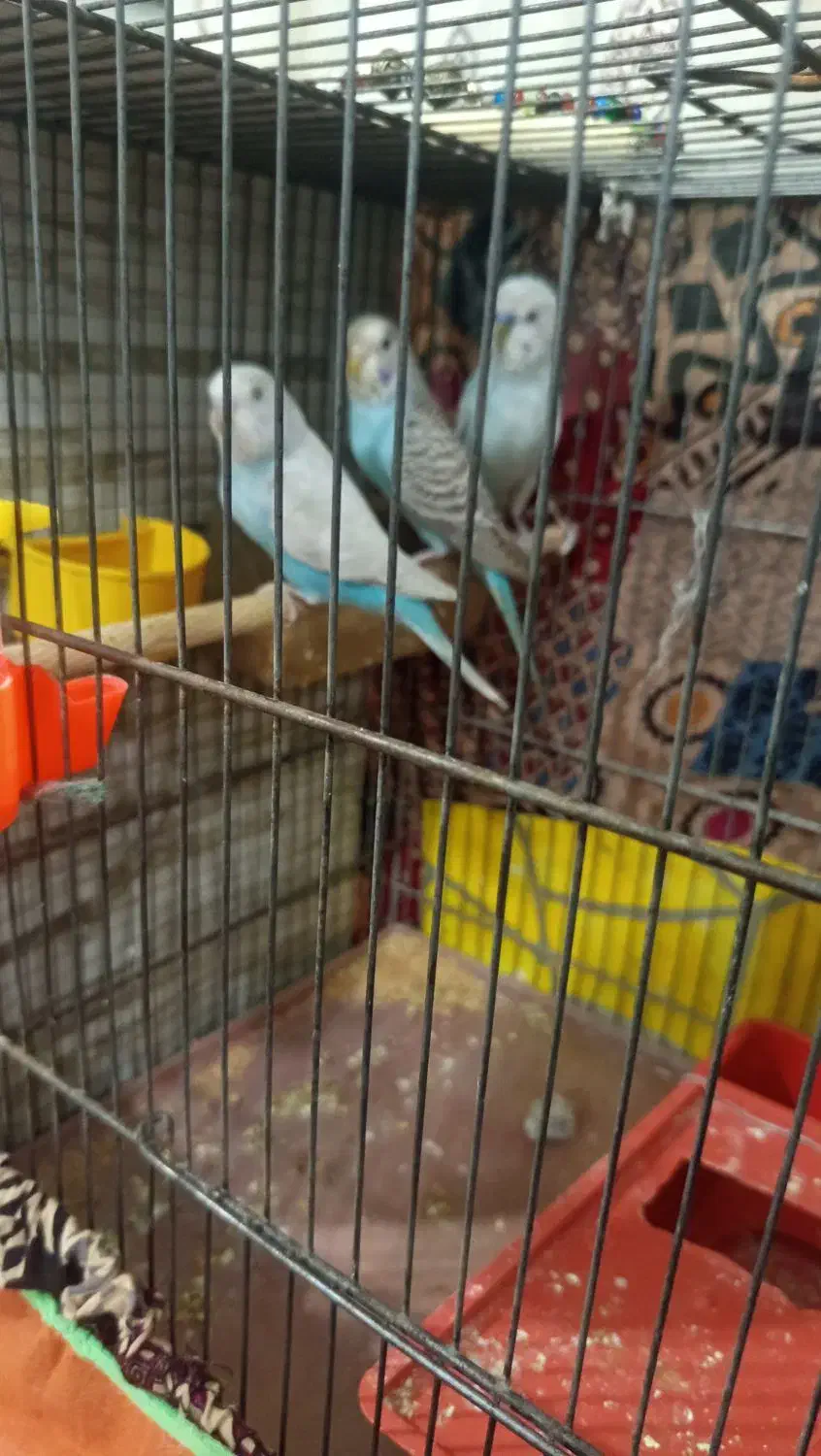 قفس پرنده|پرنده|قم, ولیعصر|دیوار