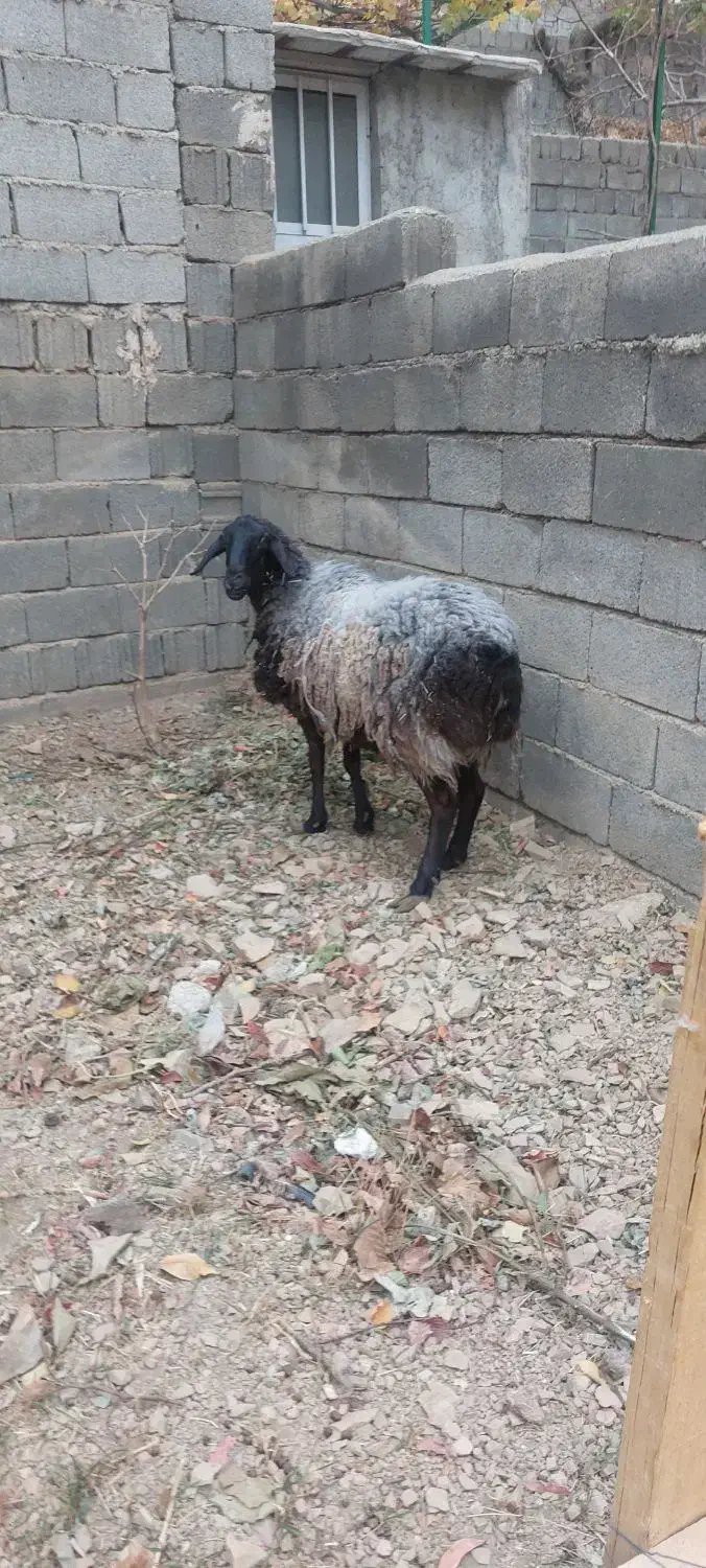 میش هترو قزل افشار آبستن چند قلو زا|حیوانات مزرعه|آسارا, |دیوار