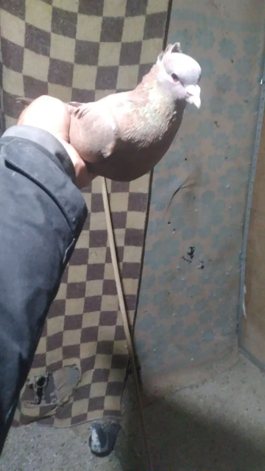 سرخ گوک|پرنده|بم, |دیوار