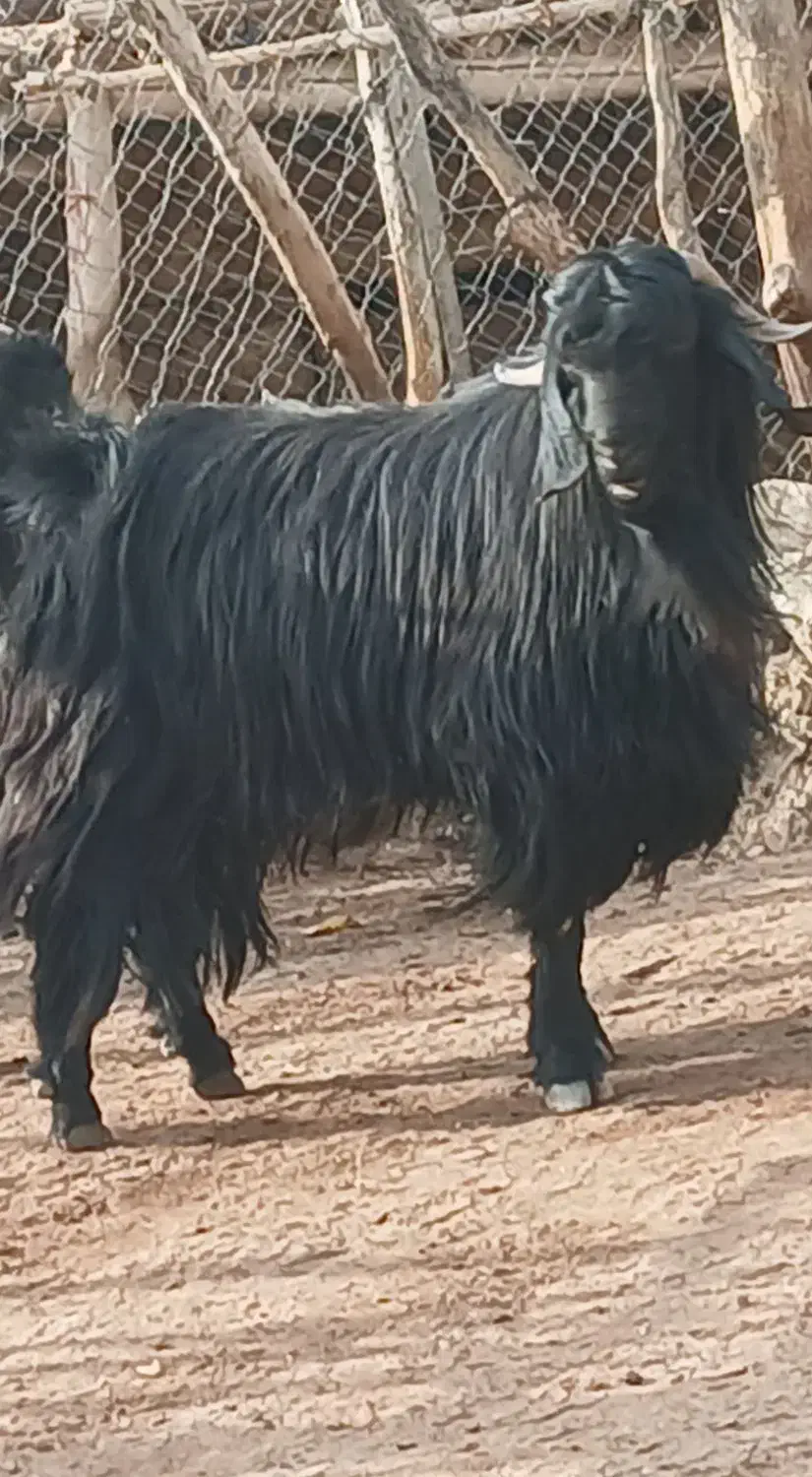 فروش یک عدد پازن|حیوانات مزرعه|مارگون, |دیوار