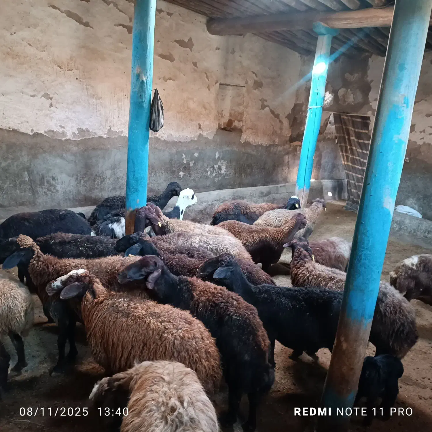 فروش گوسفند|حیوانات مزرعه|فیروز, |دیوار