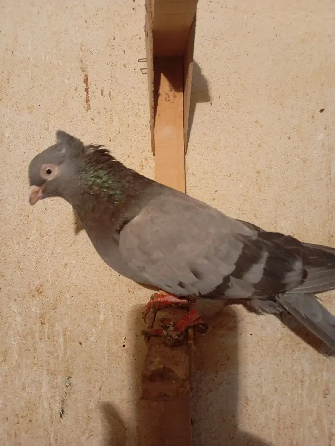 کفتر ماده بزن|پرنده|کازرون, |دیوار