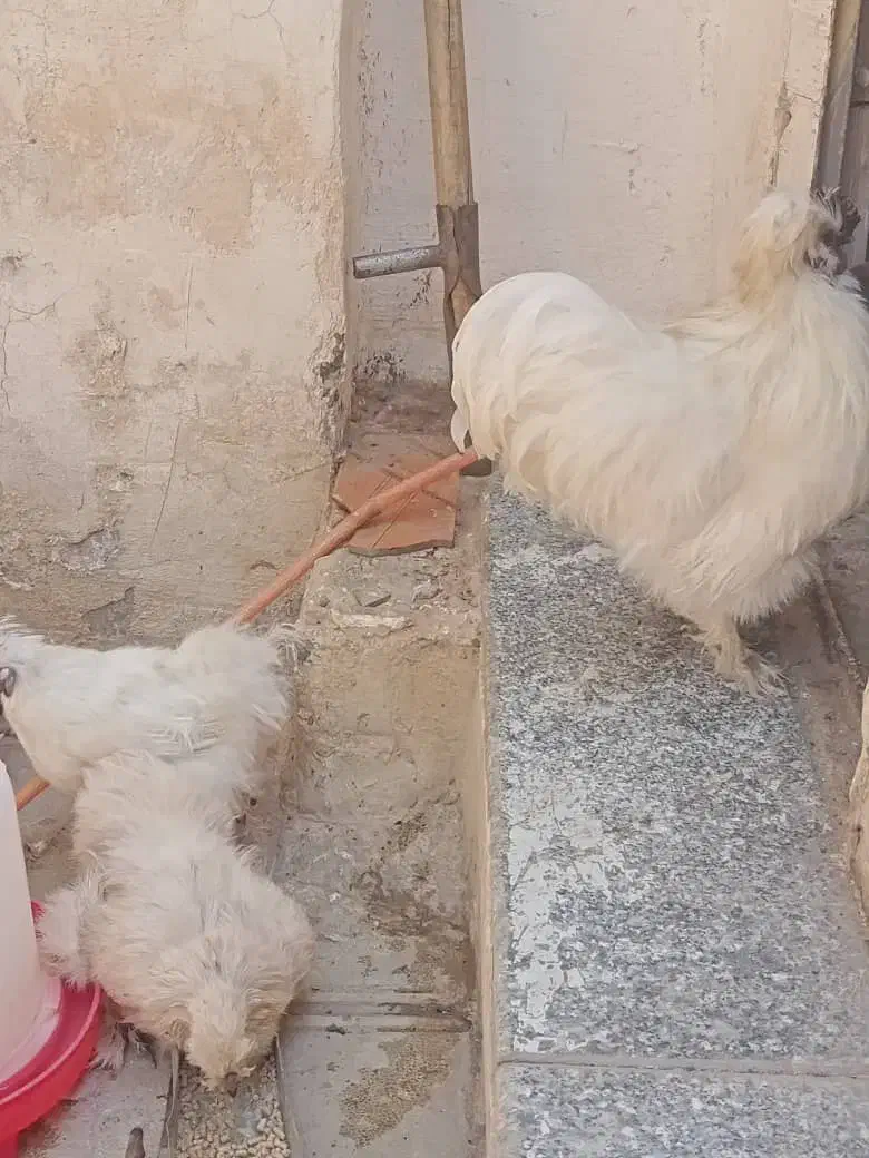 مرغ ابریشمی زیبا|حیوانات مزرعه|بانه, |دیوار