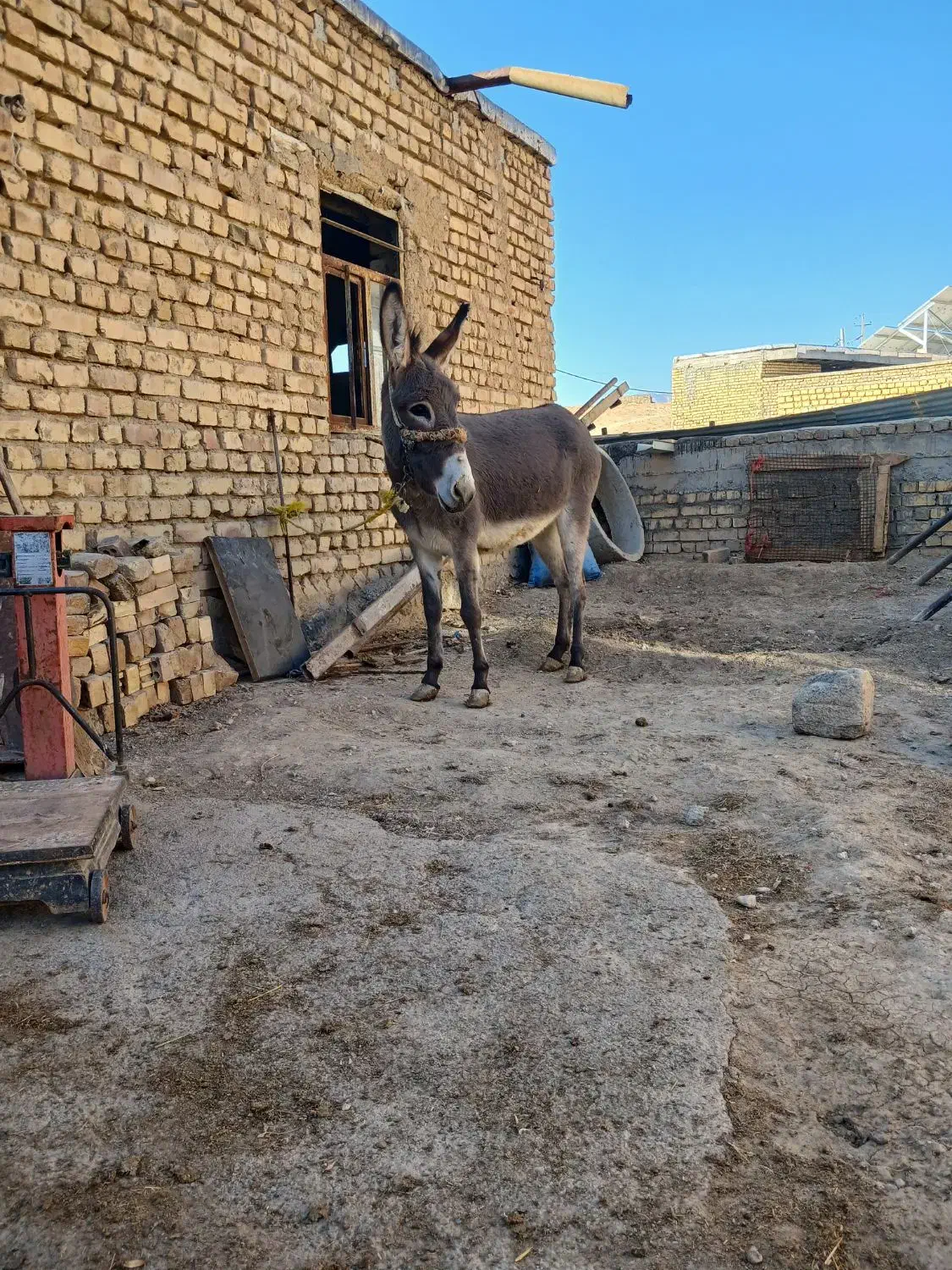 خر گلهای|حیوانات مزرعه|داران, |دیوار