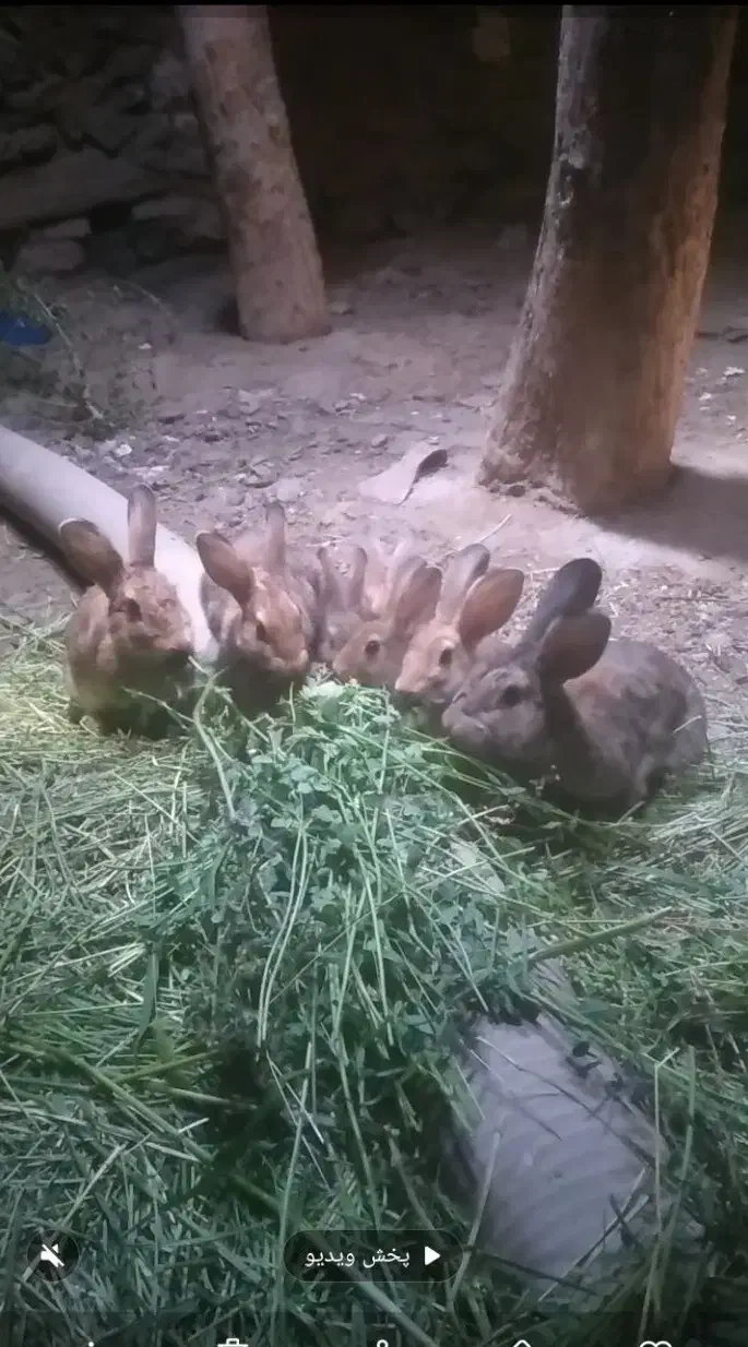 خرگوش کوهی|حیوانات مزرعه|سقز, |دیوار