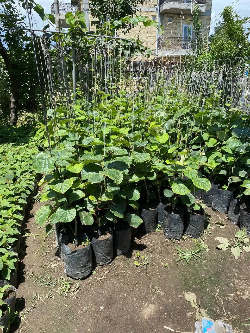 نهال کیوی پایه قوی اصلاح شده خونی سبز طلایی|خدمات باغبانی و درختکاری|آستارا, |دیوار