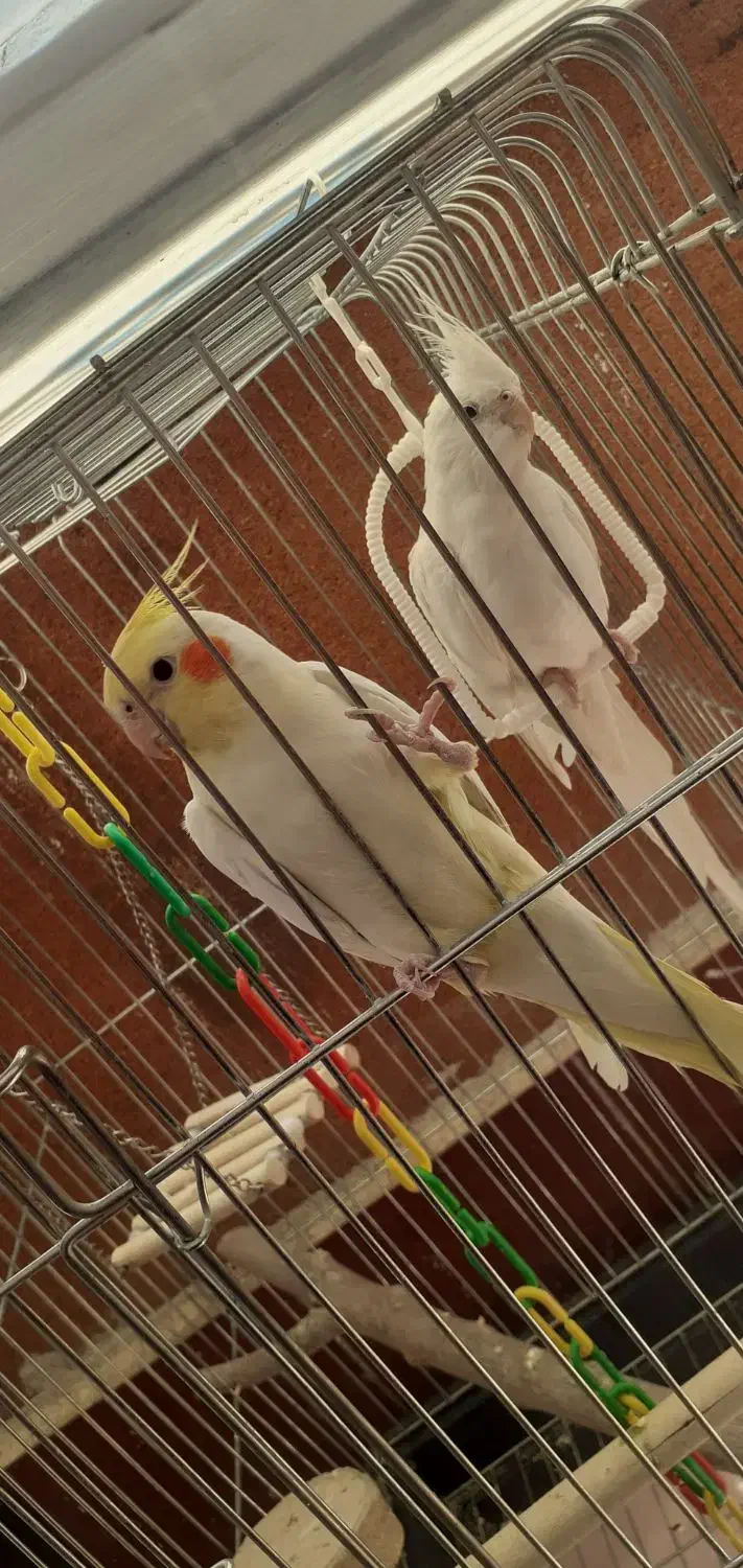 عروس هلندی|پرنده|سیرجان, |دیوار