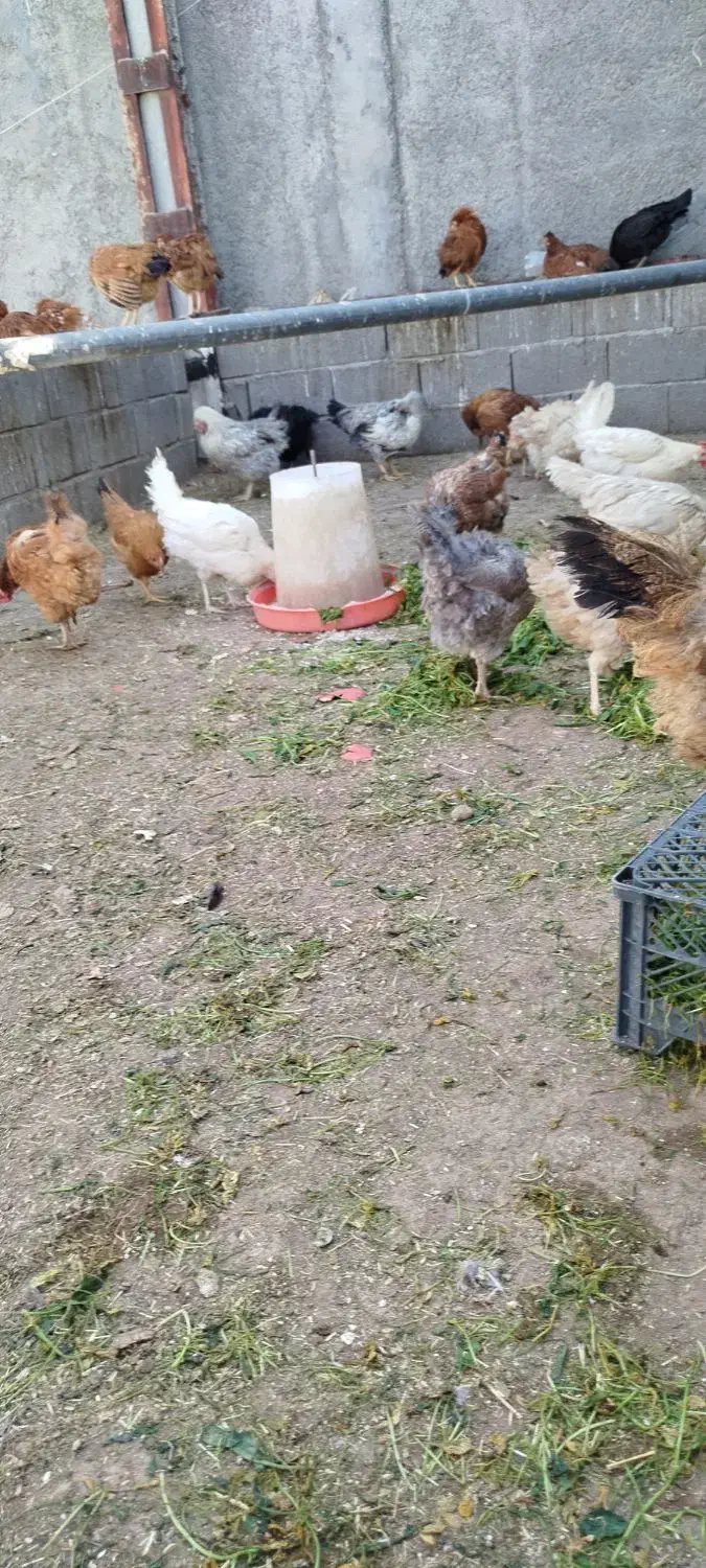 مرغ محلی|حیوانات مزرعه|ثلاث باباجانی, |دیوار