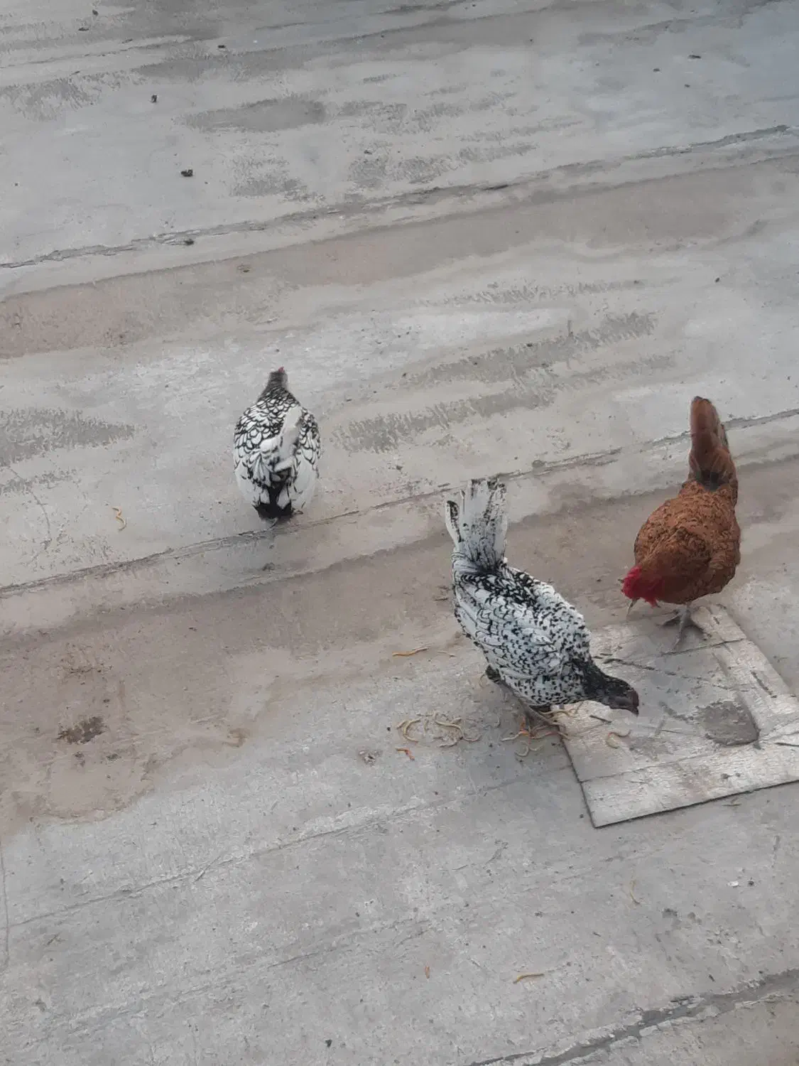 گلین وسیبرایت|حیوانات مزرعه|خان ببین, |دیوار