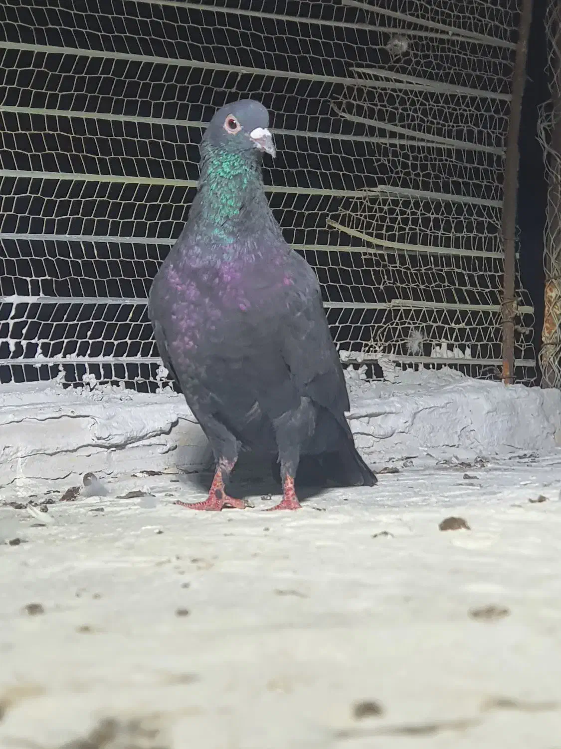 ۴ عددنرب ضمانت|پرنده|چابهار, |دیوار