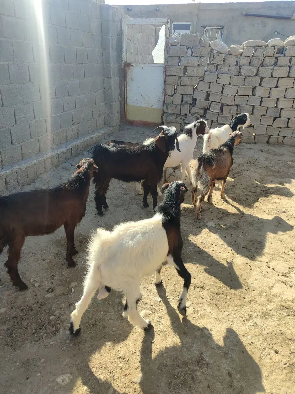 کهره نر و بز چاق|حیوانات مزرعه|خورموج, |دیوار