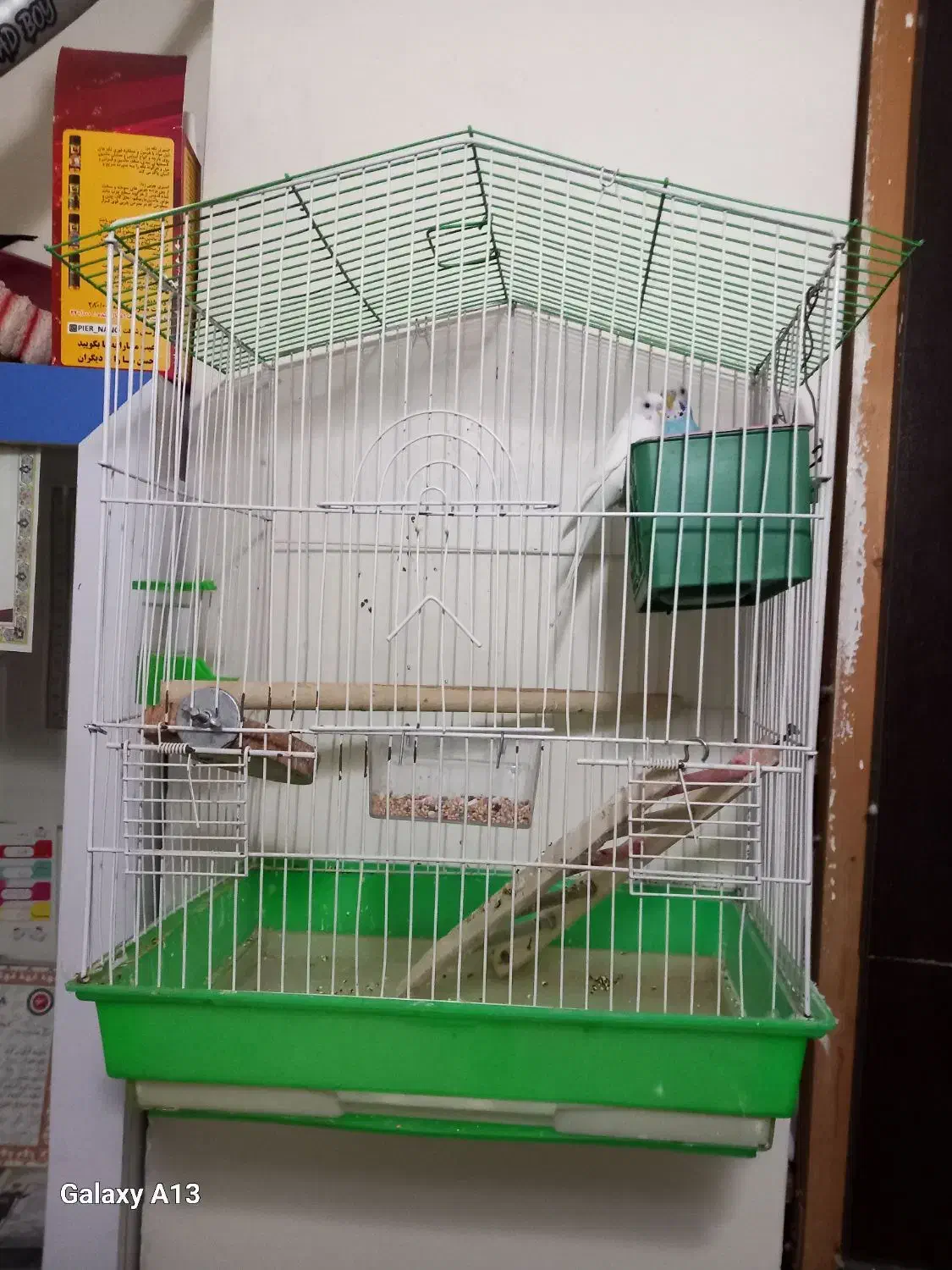 مرغ عشق|پرنده|کرج, کمال‌شهر|دیوار