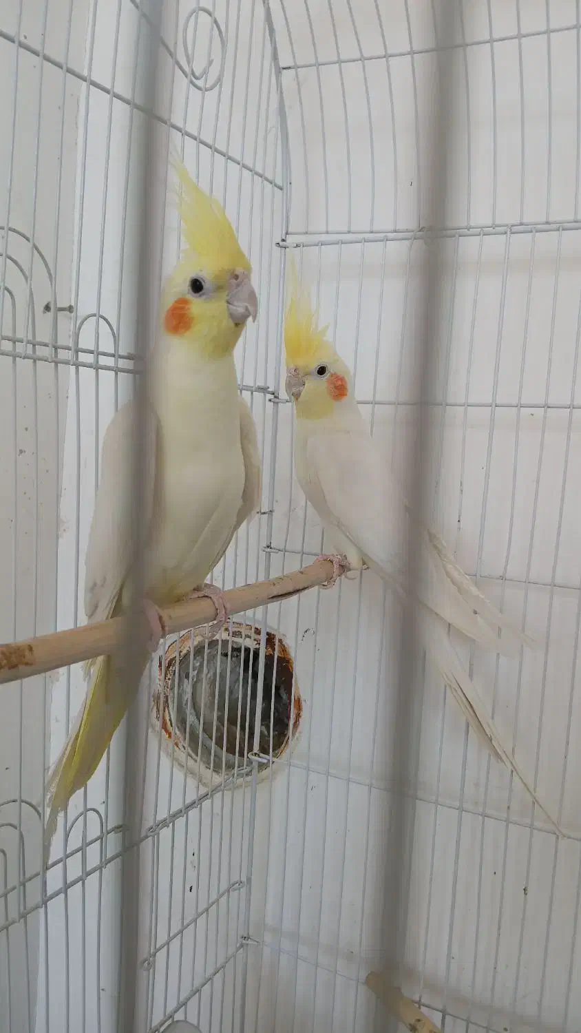 عروس هلندی|پرنده|زیرکوه, |دیوار