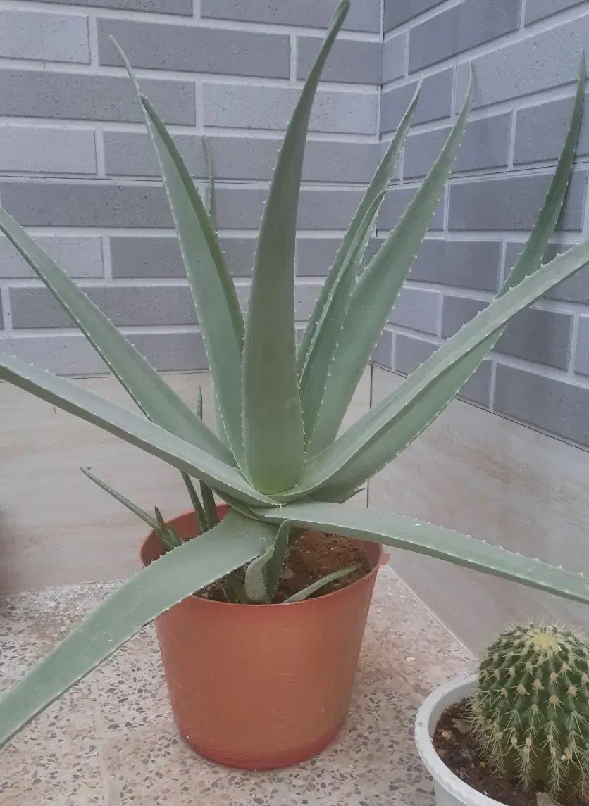 گیاه آلوئه ورا|گل و گیاه طبیعی|آباده, |دیوار