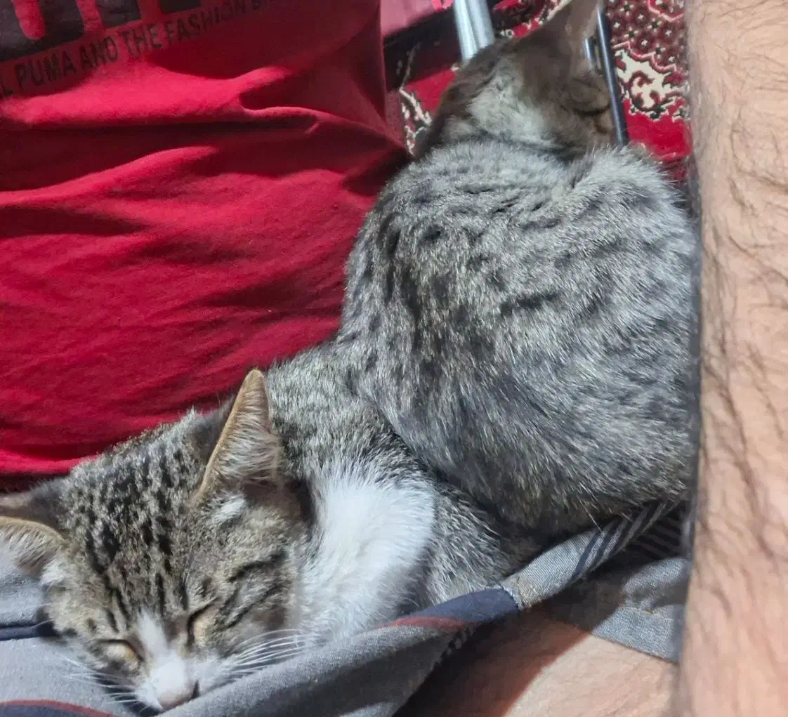 دوتا گربه اهلی|گربه|گرگان, |دیوار