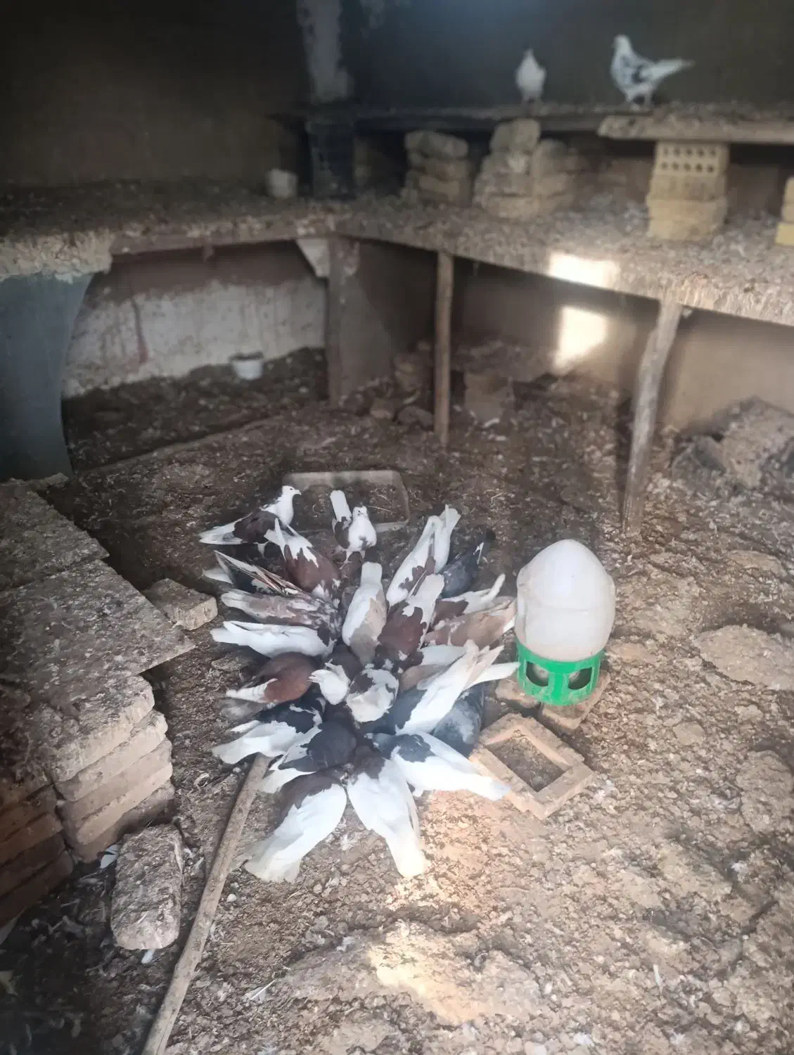 کبوتر رنگی پرشی|پرنده|آق قلا, |دیوار