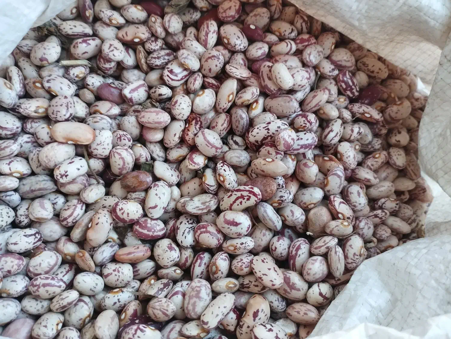 لوبیا چیتی خوش پخت|خوردنی و آشامیدنی|ویلکیج, |دیوار