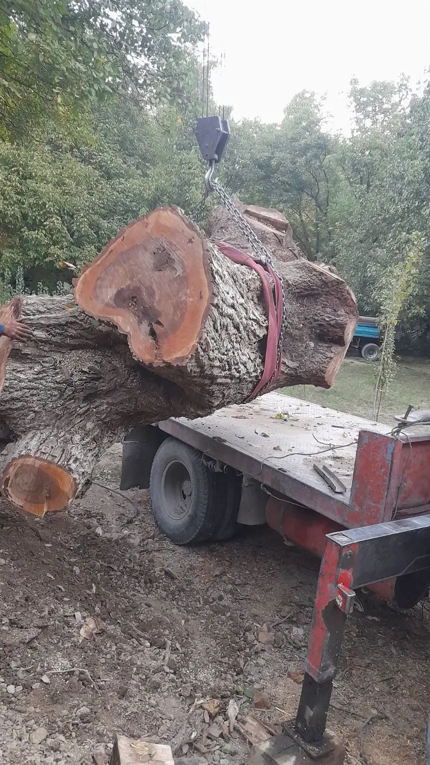 خرید درخت گردو|خدمات باغبانی و درختکاری|سنندج, |دیوار