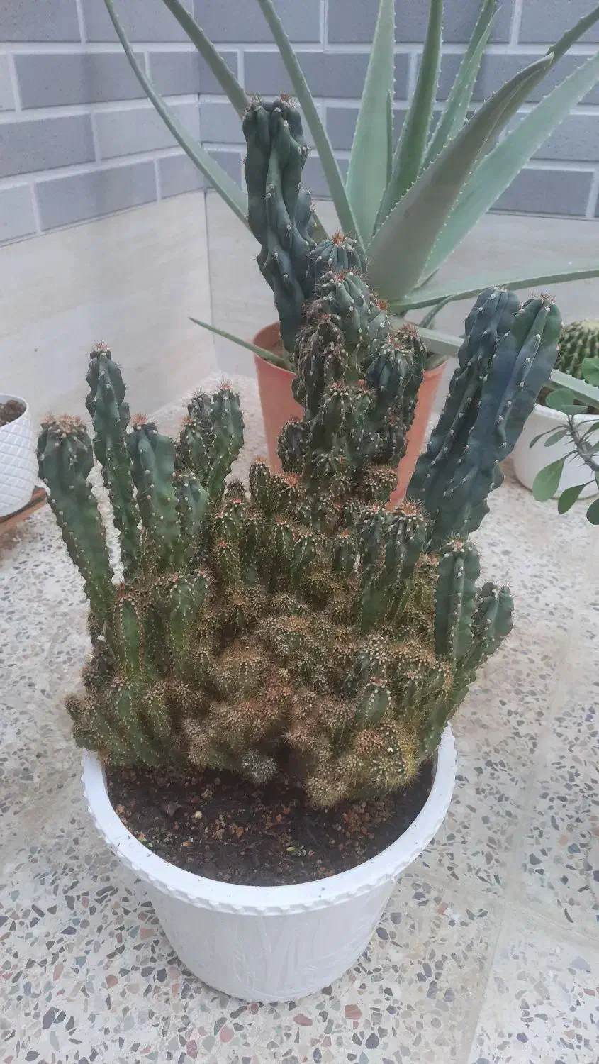 گل طبیعی|گل و گیاه طبیعی|آباده, |دیوار