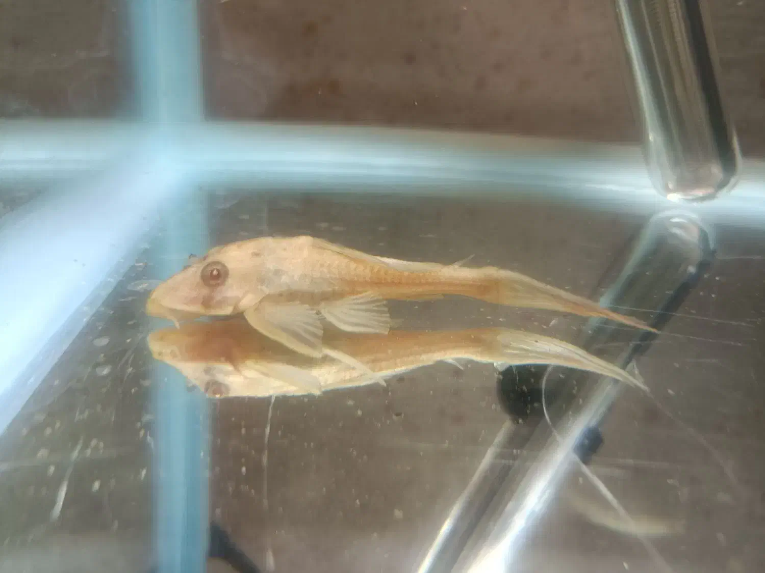 ماهی آکواریومی|ماهی|مرودشت, فاز دوم شهرک فرهنگیان|دیوار