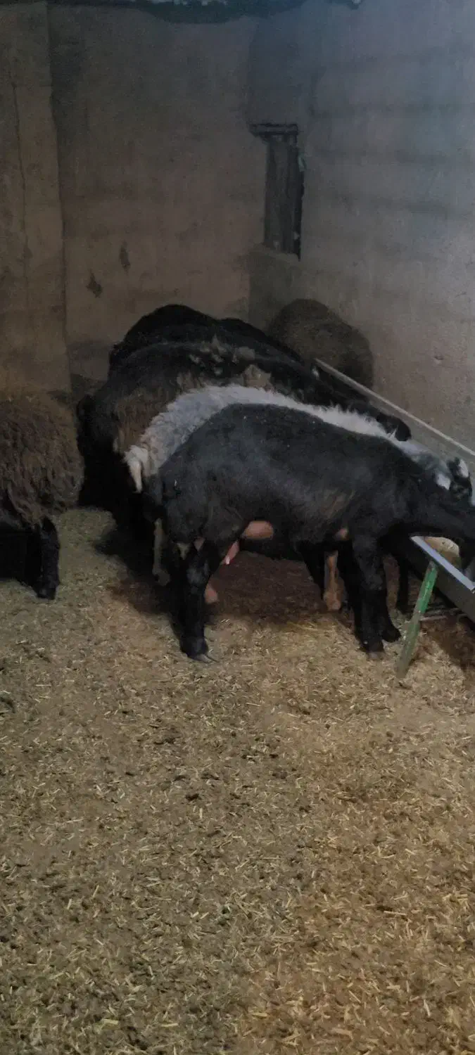 میش بره ماده قره غزل قزل اصل قزل افشار|حیوانات مزرعه|شریفآباد, |دیوار