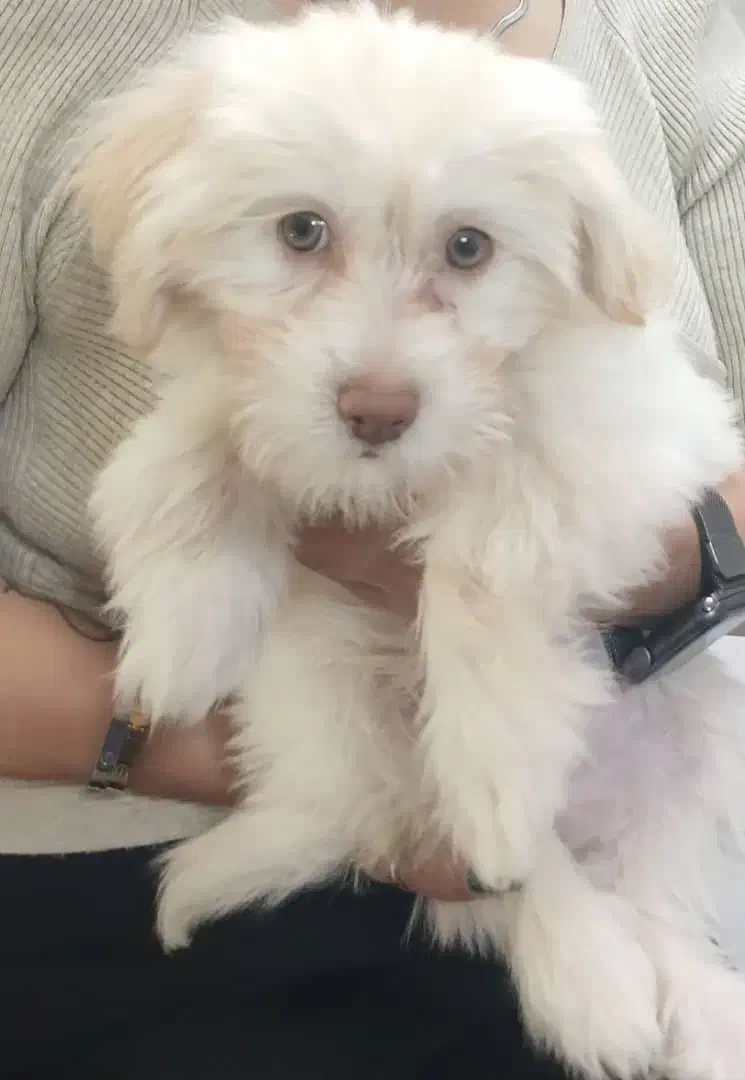 سلام|سگ|تهران, سلسبیل شمالی|دیوار