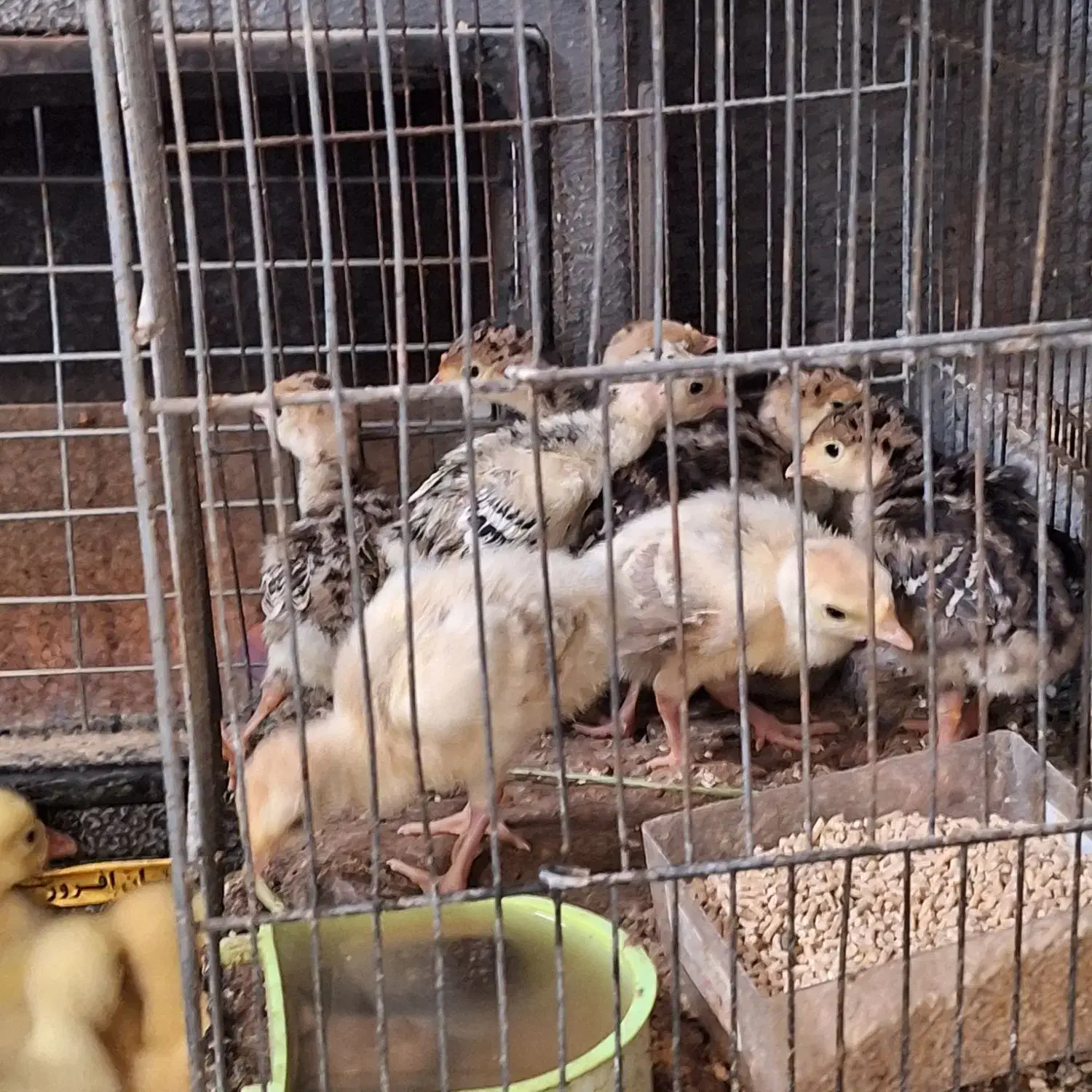 جوجه قوغاز و بوقلمون|حیوانات مزرعه|ساوه, |دیوار