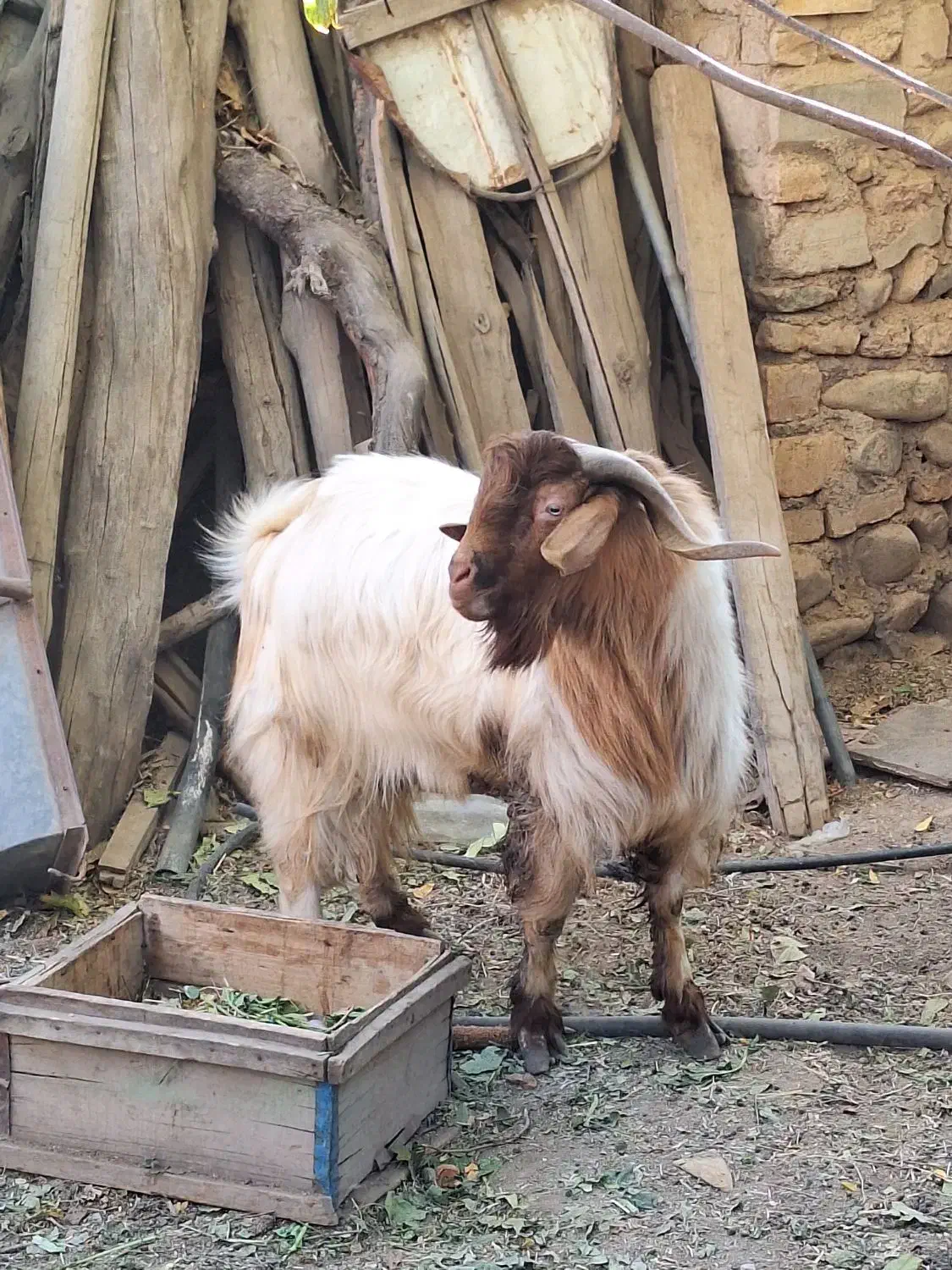 نری یک ساله|حیوانات مزرعه|رابر, |دیوار