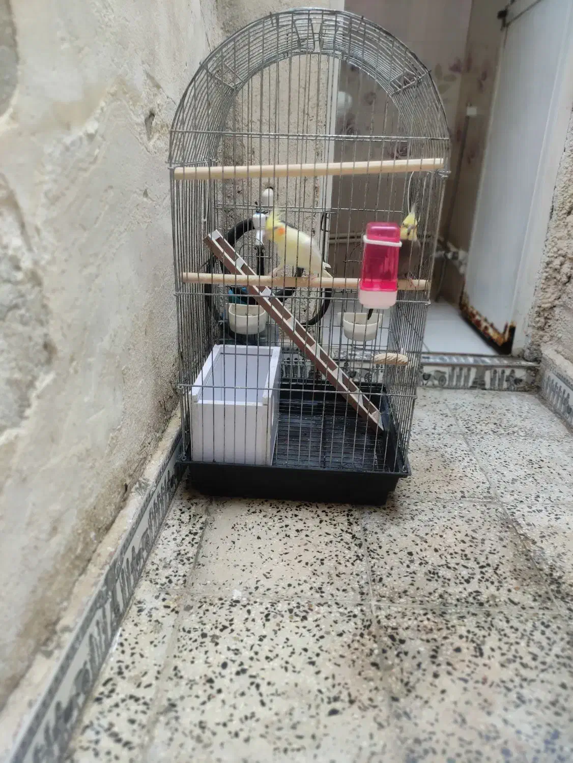 پرنده عروس هلندی|پرنده|چهاردانگه (تهران), |دیوار