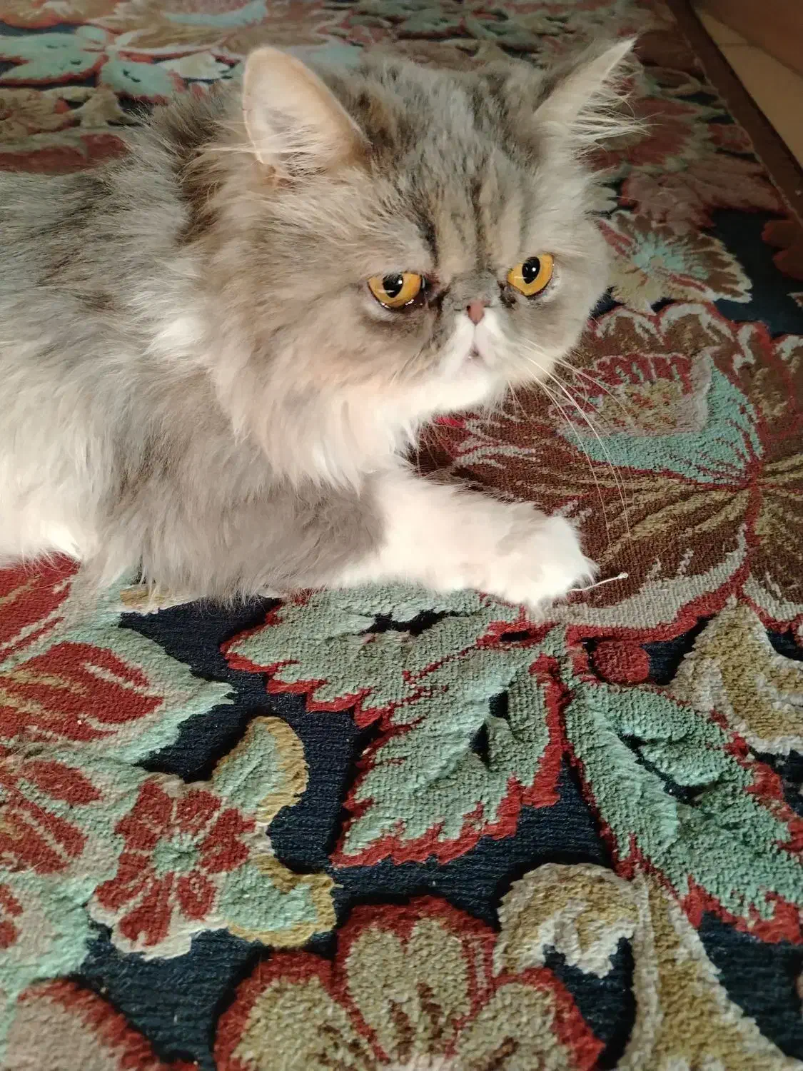 پرشین سوپرفلت گربه|گربه|رشت, معلم|دیوار